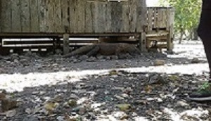 3Day Komodo-Flores Tour