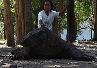 About Komodo-Flores tours