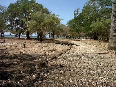Home Komodo-Flores tours